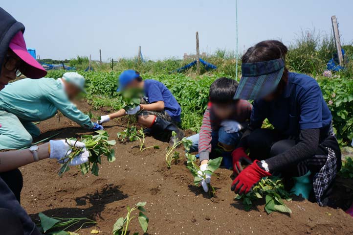 農業体験 課外